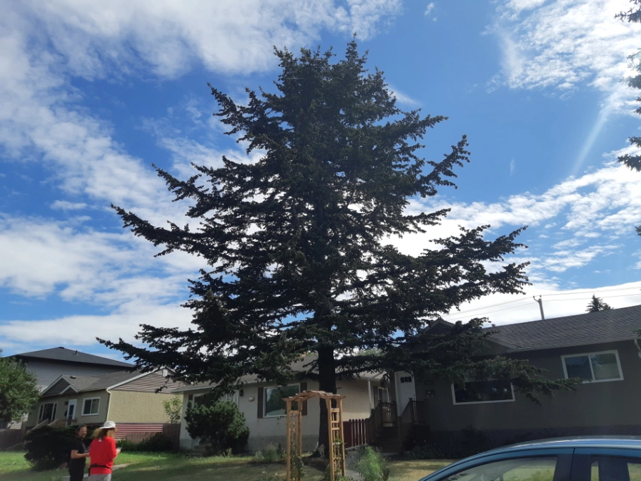 King Edward Park Rocky Mountain Douglas-Fir