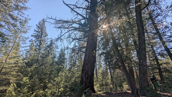Pyramid Lake Big Dead Douglas-Fir