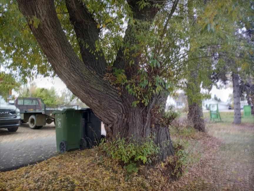 Westlock’s Largest Willow