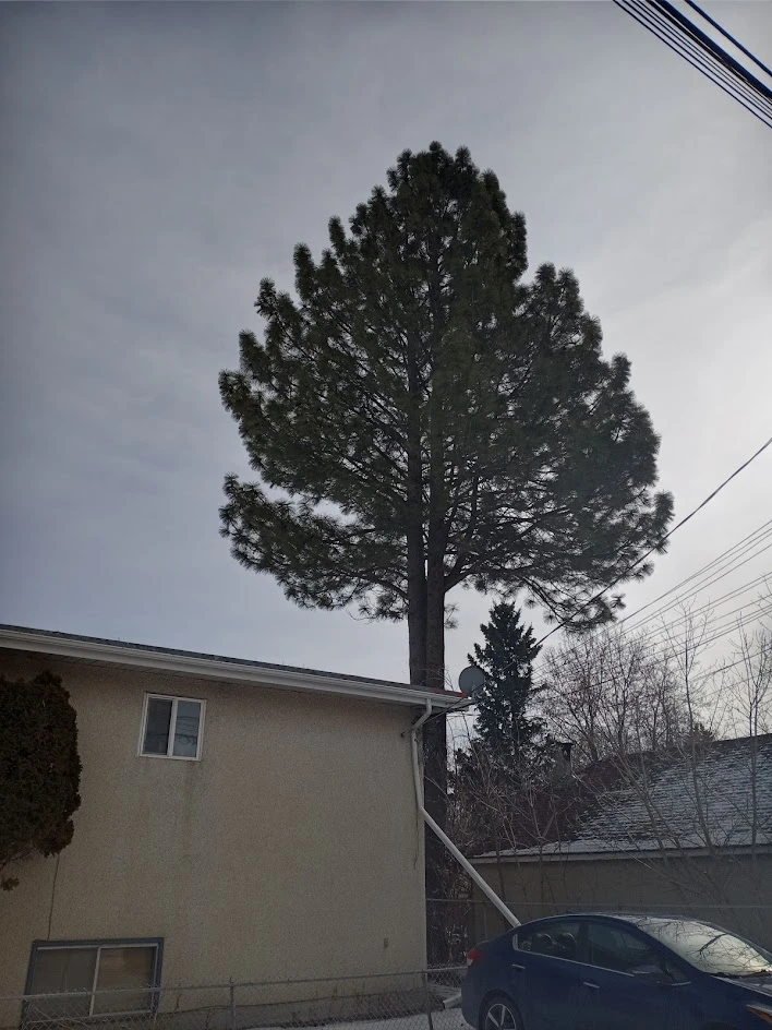 Delton Ponderosa Pine