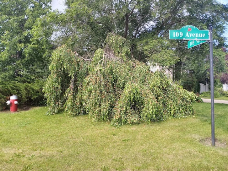 Westlock Horizontal Weeping Birch
