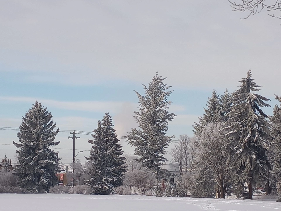 Woodcroft Douglas Fir