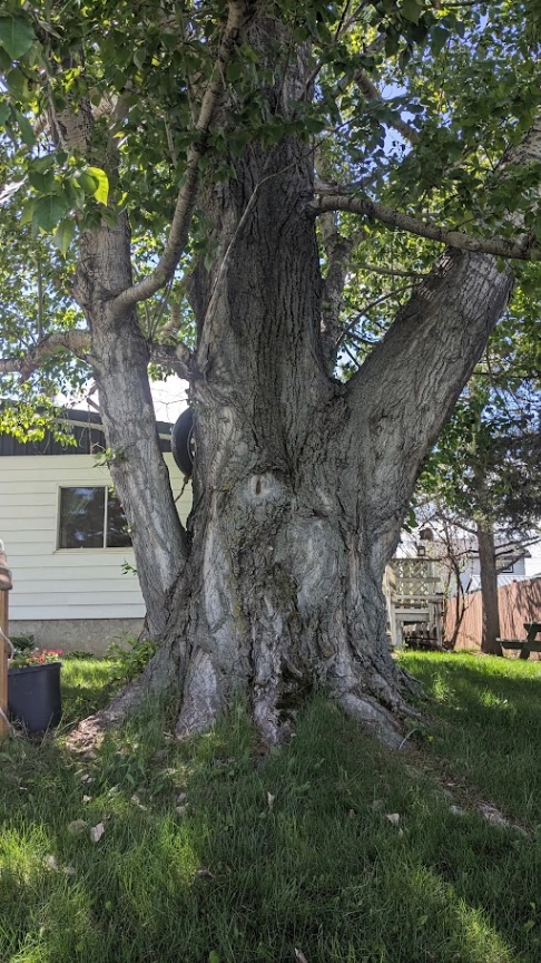 Calmar Poplar