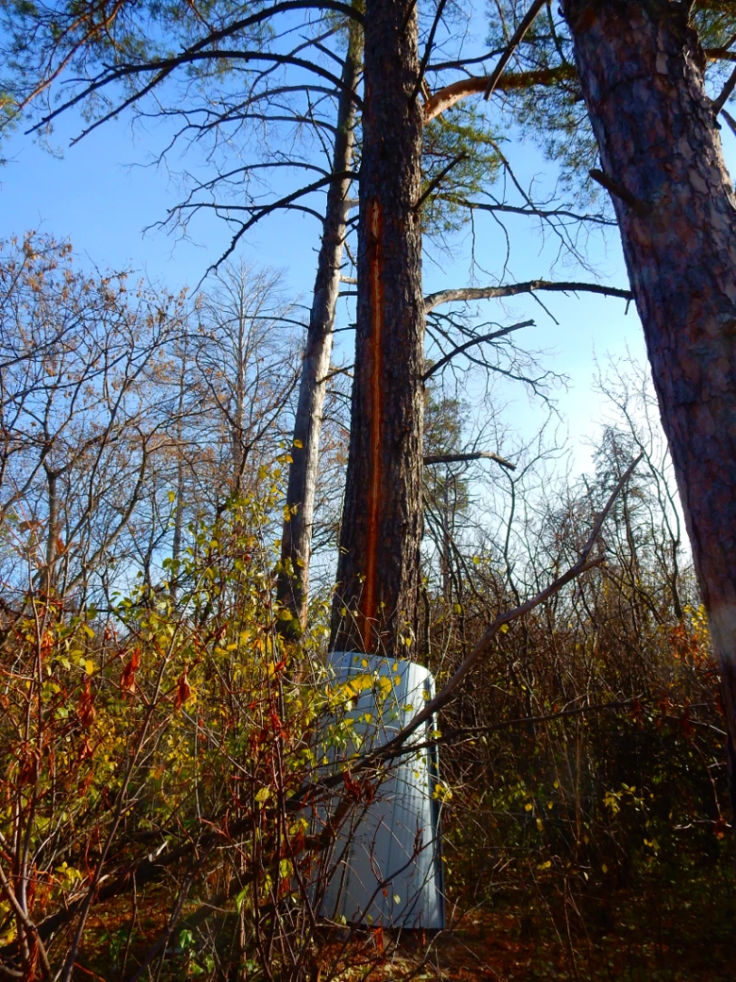 Bugnet Scots Pine WP444