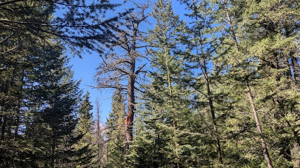 Dead Jasper Fir - In