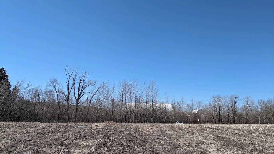 Old Shelterbelt Poplars