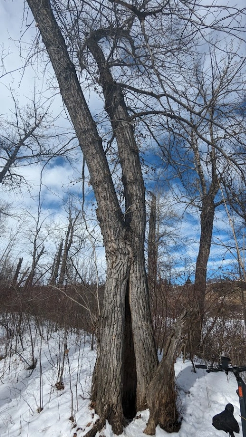 Terwilliger Park Hollow Poplar