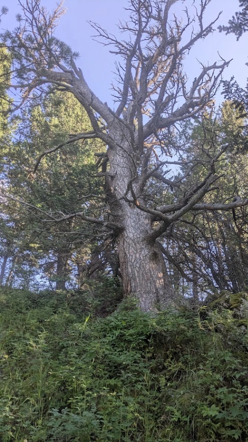 Oldman River Dead Limber Pine