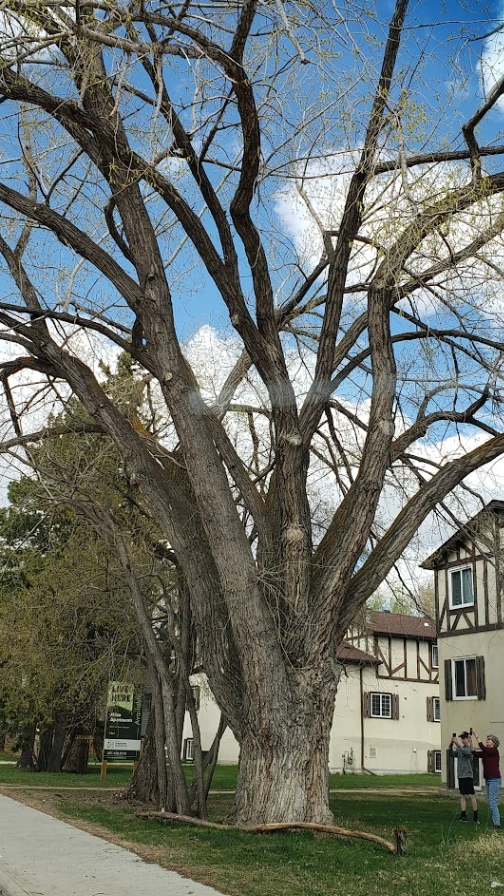 West Jasper Place Eastern Cottonwood