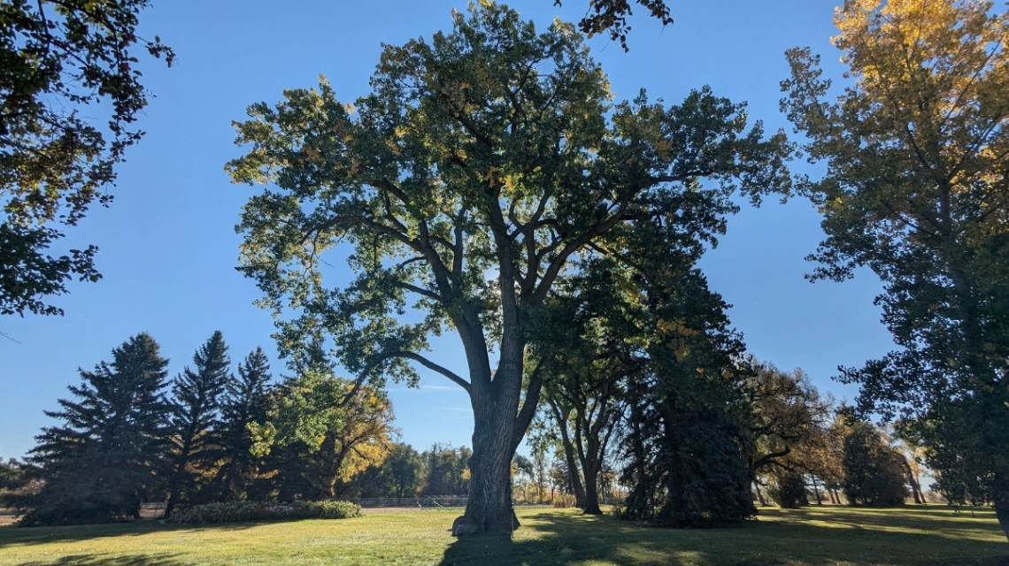 Fairfield Cottonwood
