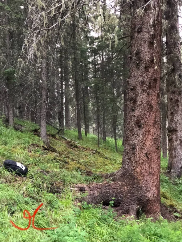 Elkana White Spruce