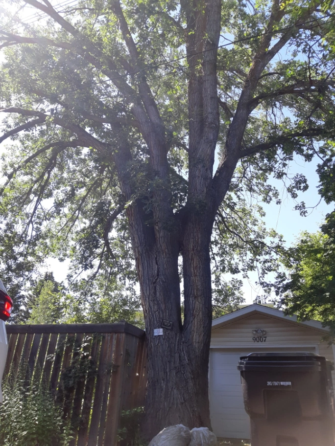 Windsor Park White Oak