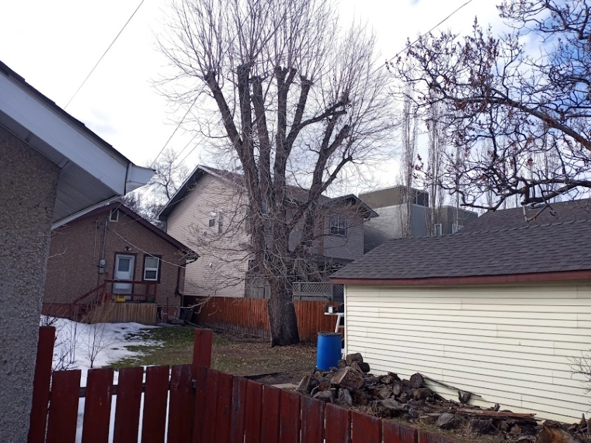Gribble Bur Oak