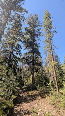 Unique Bark Jasper Fir