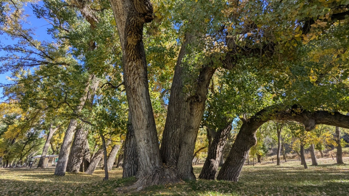 Taber Multi-Trunk Cottonwood