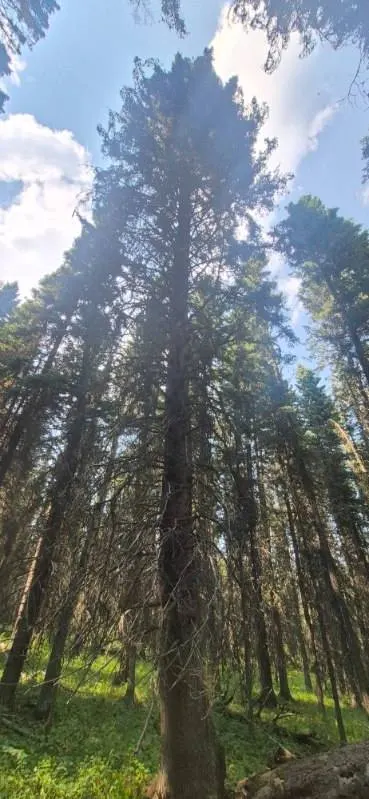 River Spruce #1