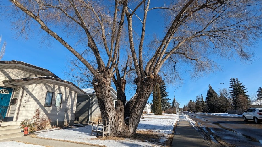 95th Ave Multi-Trunked Willow