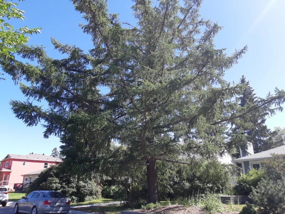 University Ave Siberian Larch