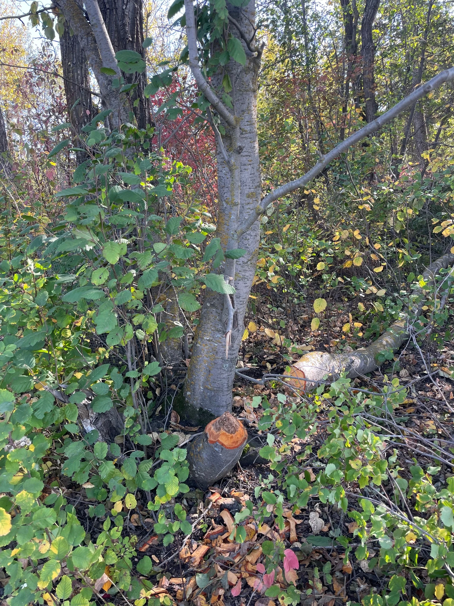 Sturgeon River Speckled Alder