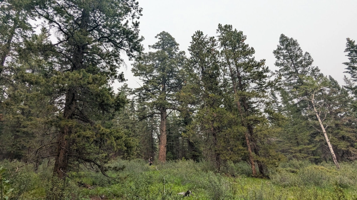 Bridge Creek Towering Fir