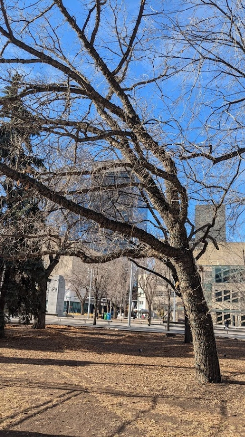 Raoul Wallenberg Bur Oak