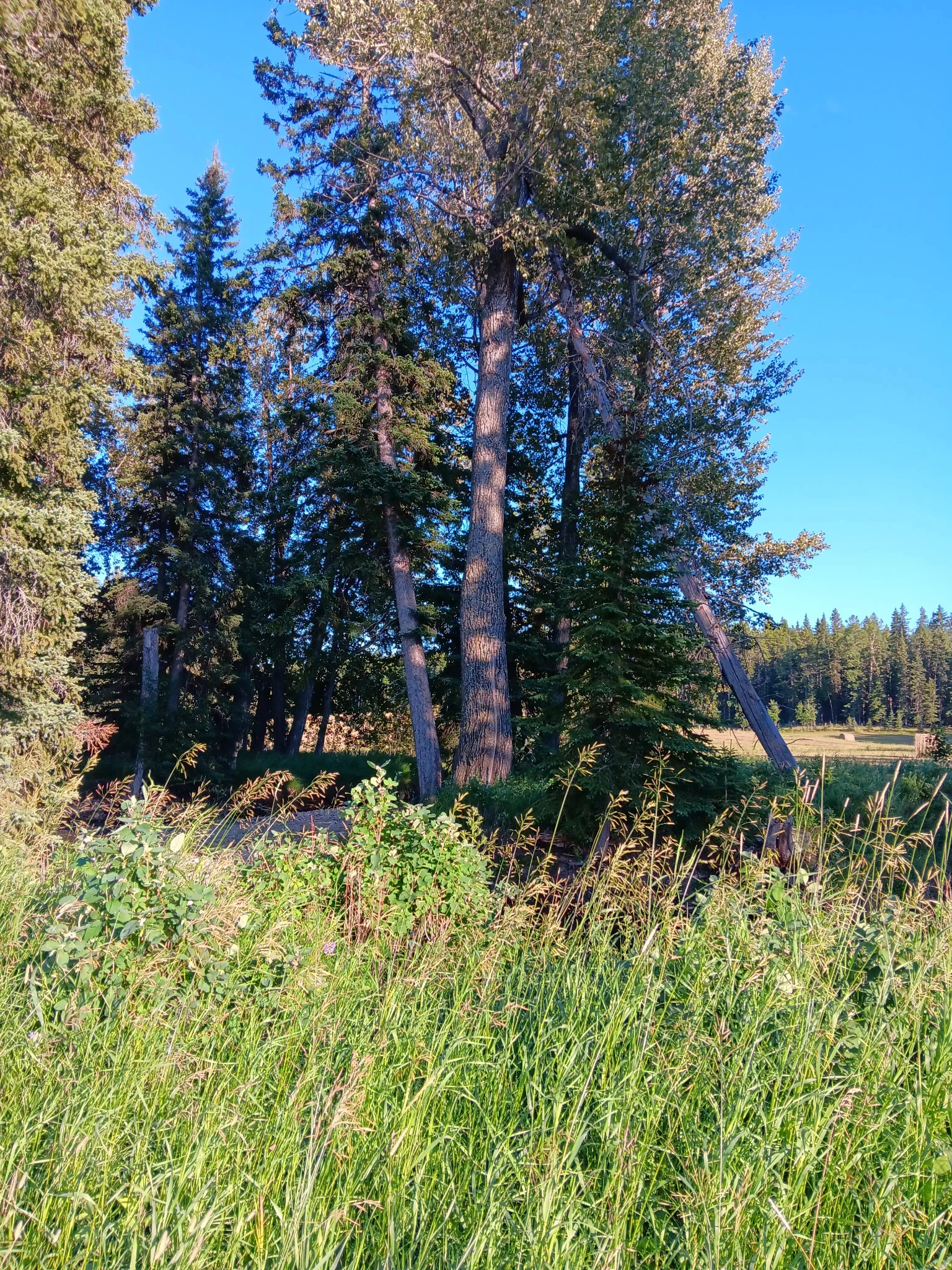 Largest Balsam Poplar on Vetch Crik