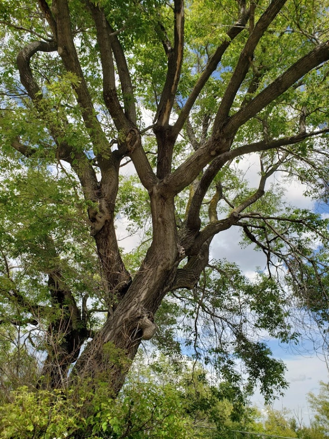Latta Family Tree