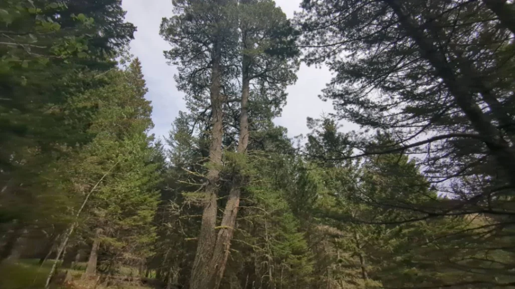 Heath Split Trunk Doug Fir