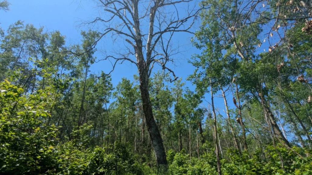Elk Island Massive Birch