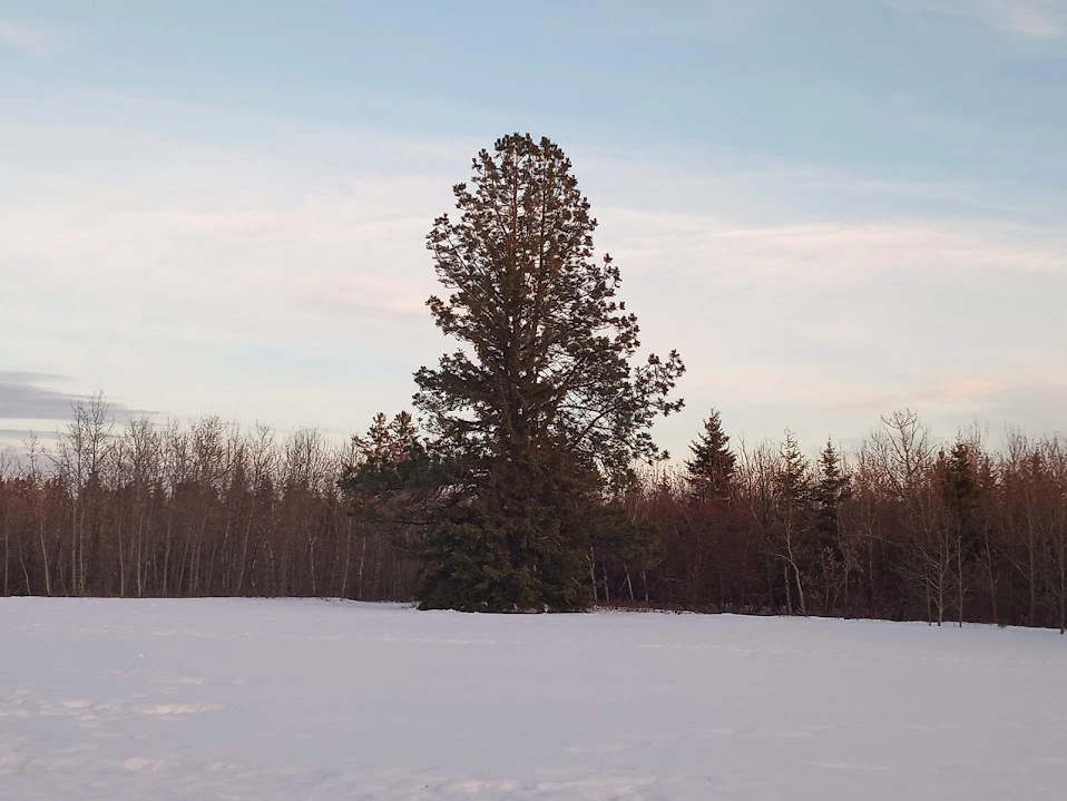 Mill Creek Ponderosa Pine #1