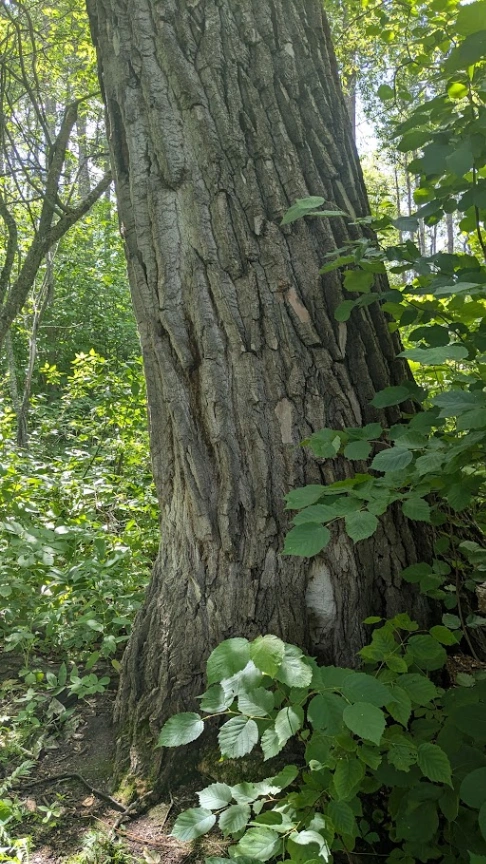 Chicakoo Lake Large Balsam Poplar