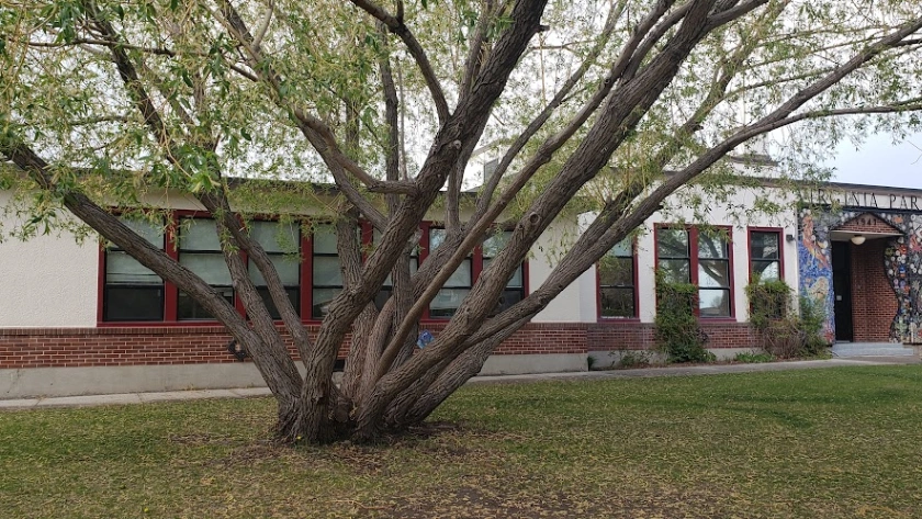 Virginia Park School Willow