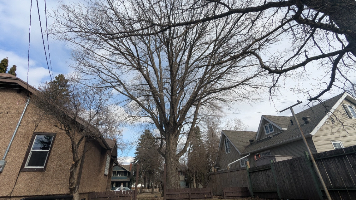 Frederick Dear Bur Oak