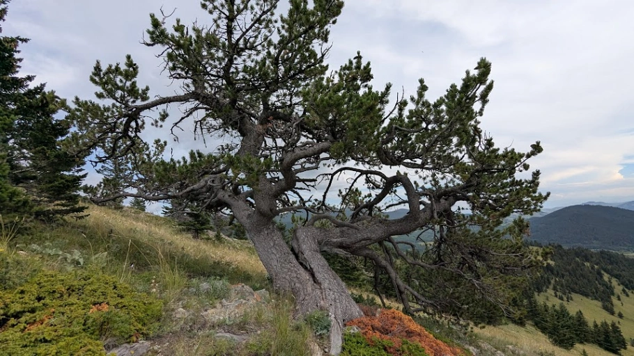 Beaver Dam Extension Limber Pine