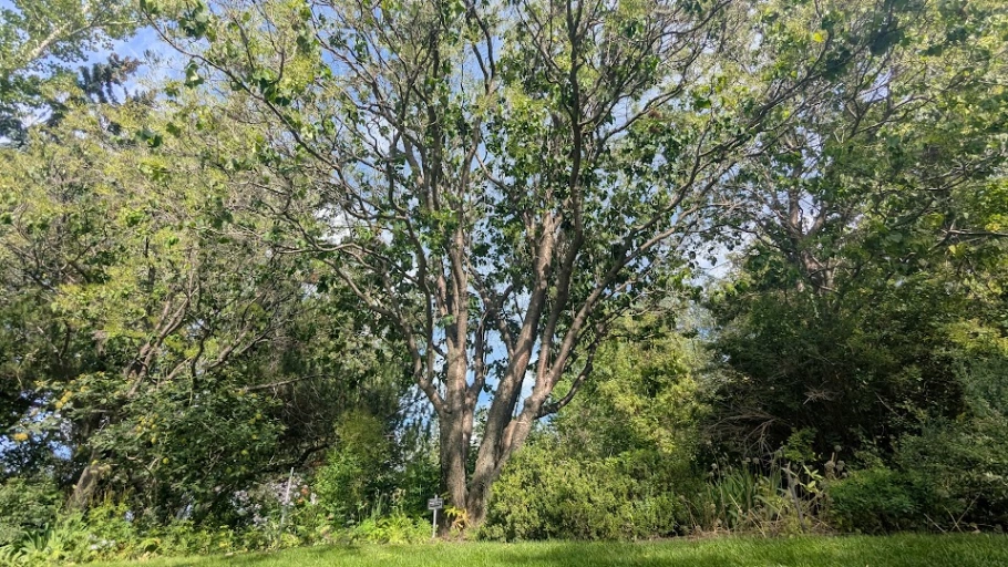 William Reader Japanese Lilac