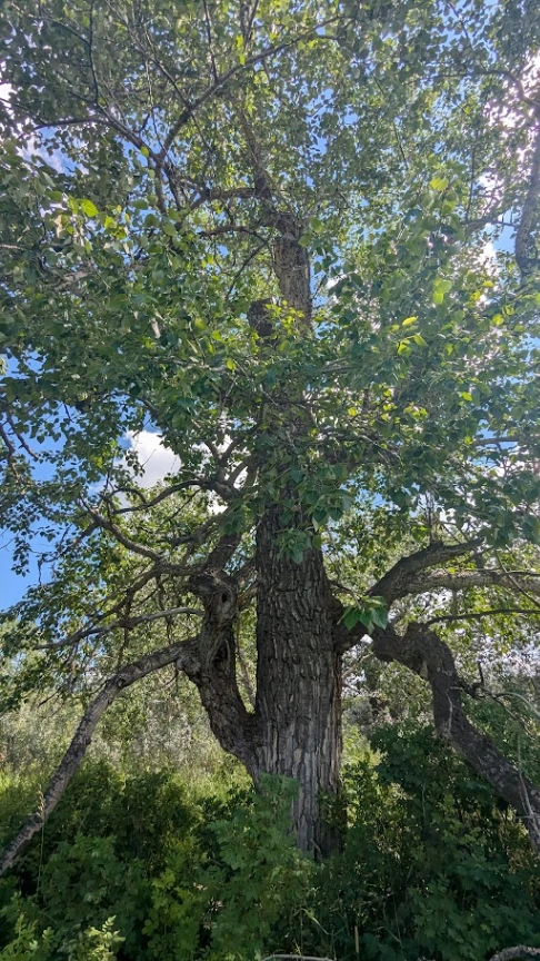 Bob Creek Wildland Unique Poplar