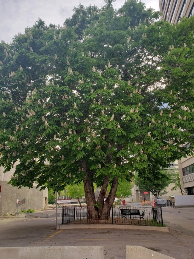 Holowach Horse Chestnut