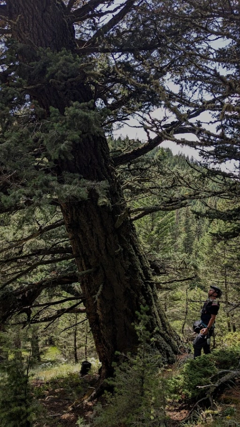 The Deeprooted Douglas Fir