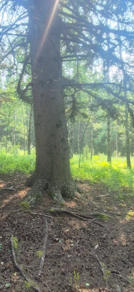 Bragg Spruce