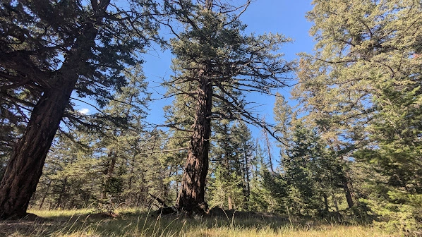 Jasper Lookout Fir
