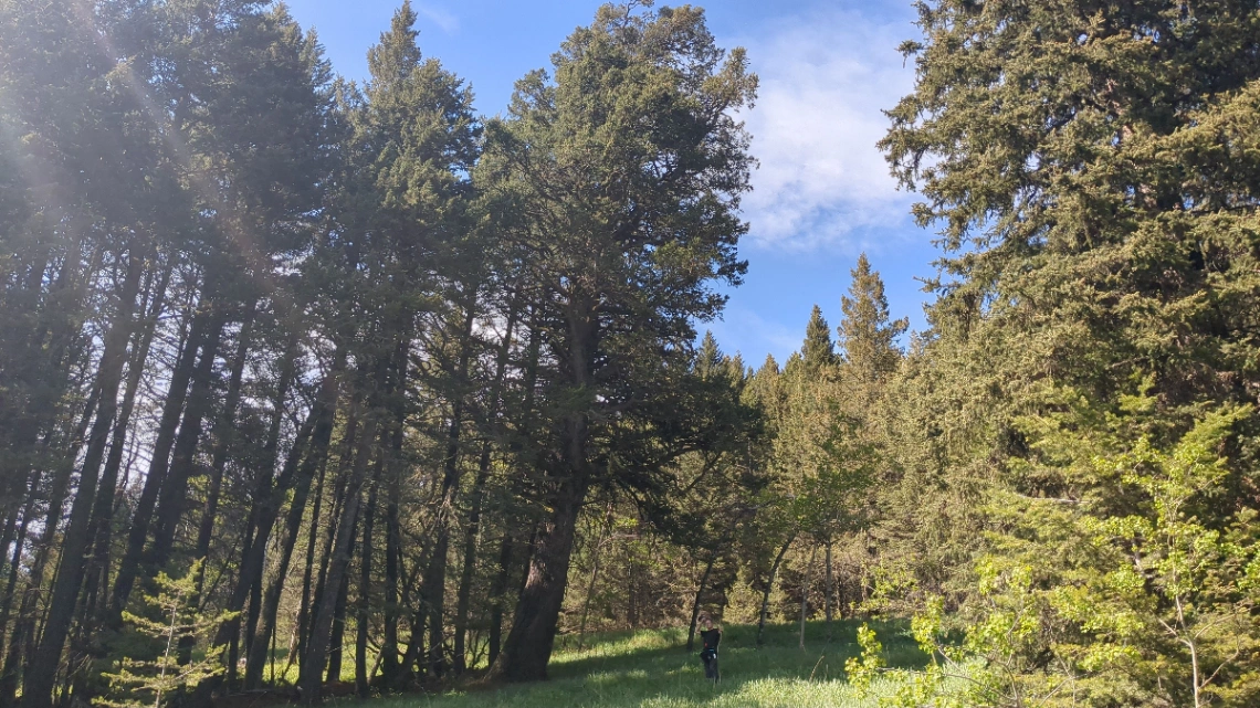 Heath Douglas Fir