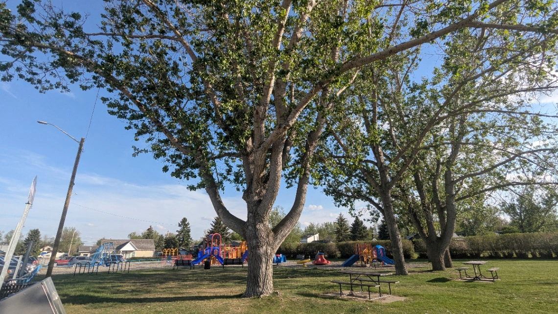 Nanton Centennial Park Poplar