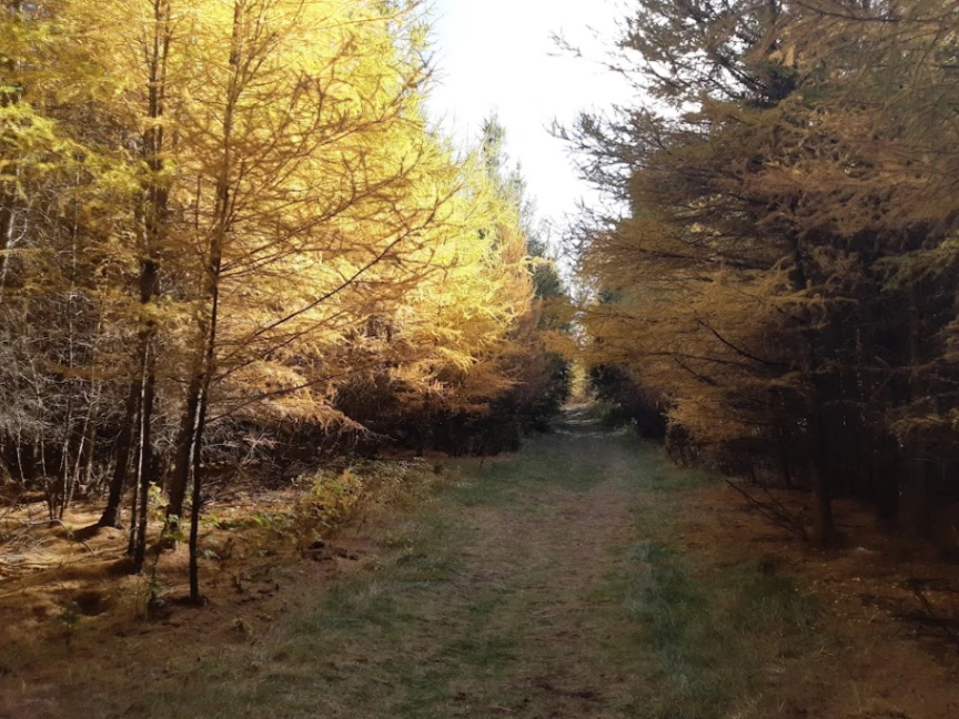 Tamarack Forest — Bunchberry Meadows
