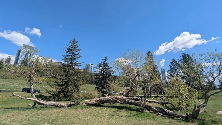 Horizontal Willow