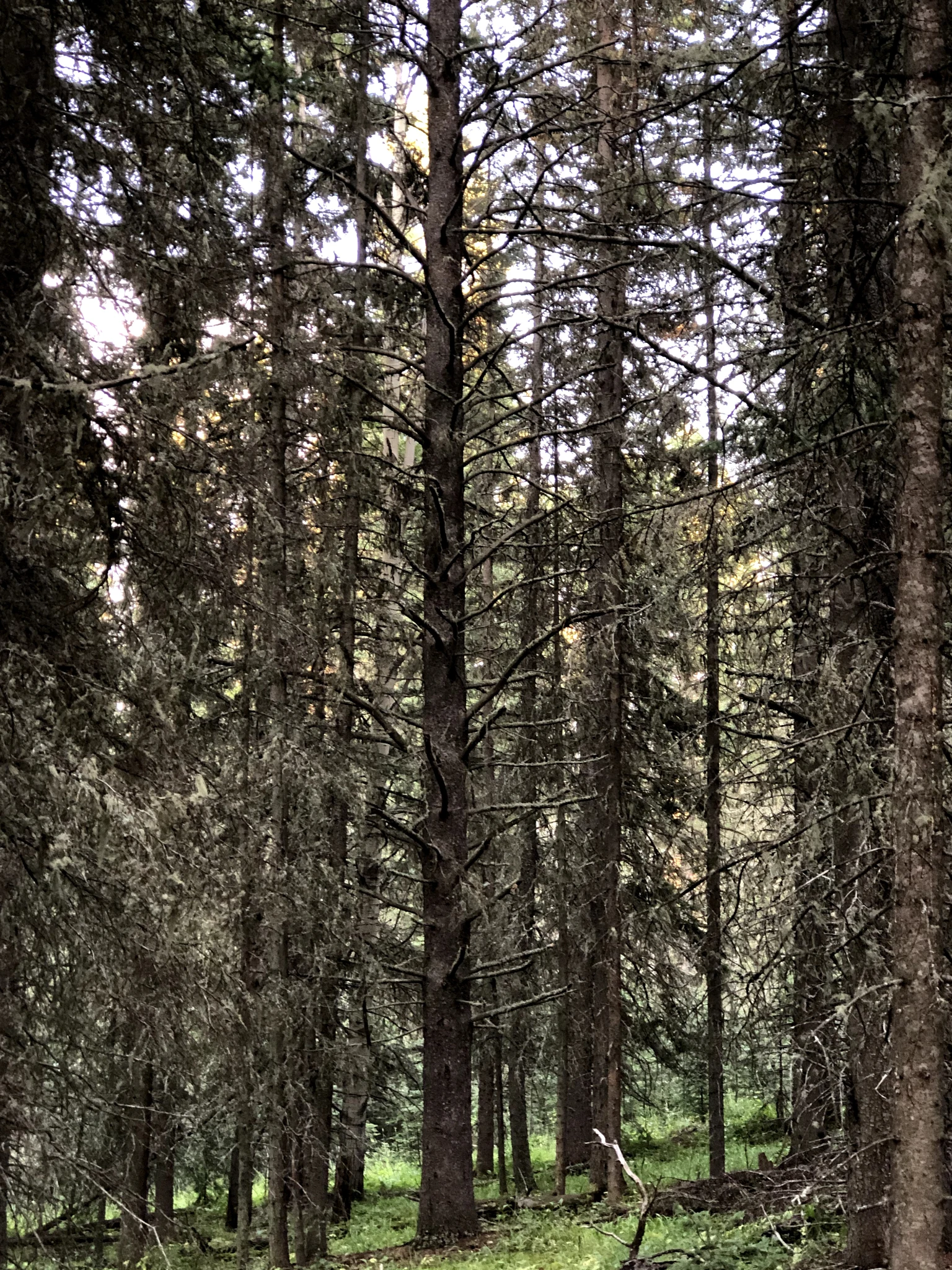 Lonely Lodgepole
