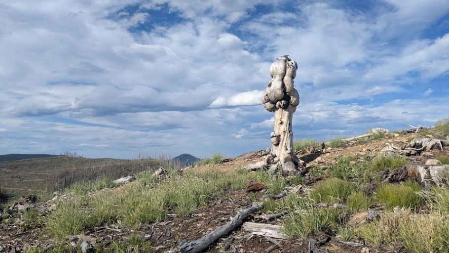 Black Mountain Burled Stump