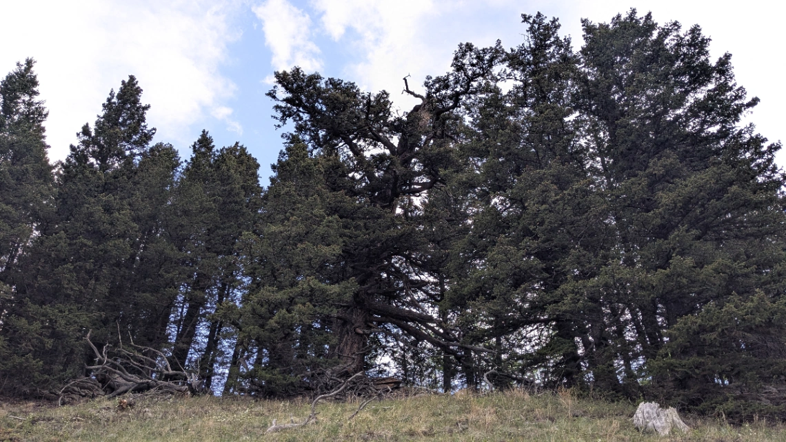 Adair Ridge Douglas Fir