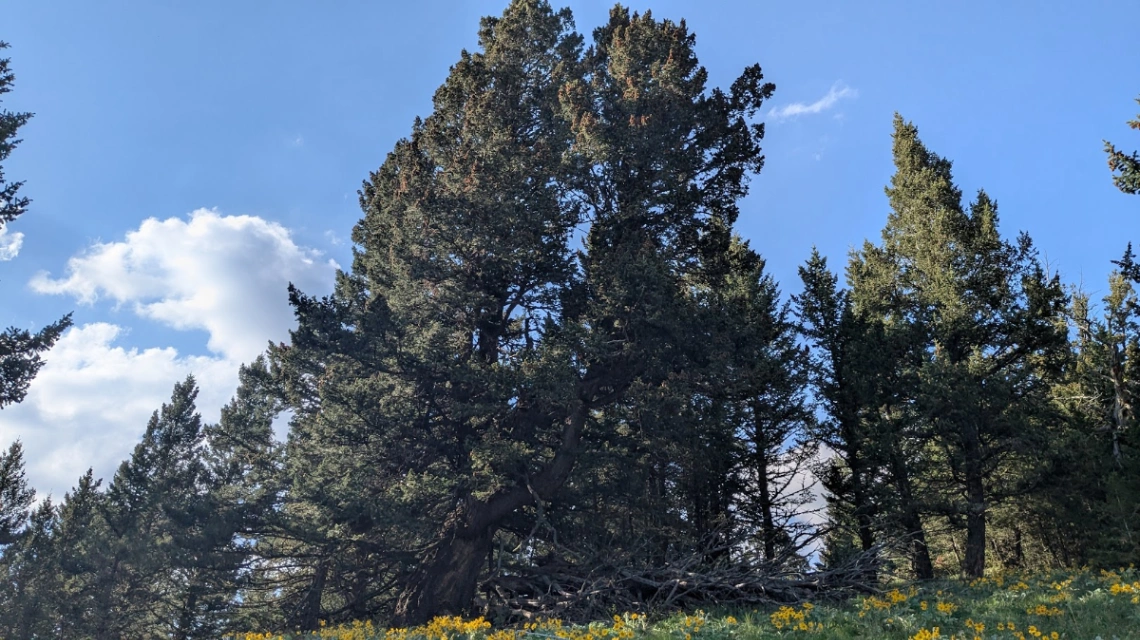 Whaleback Slanted Fir