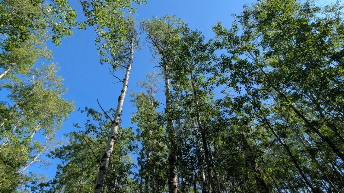 Tawayik Aspen