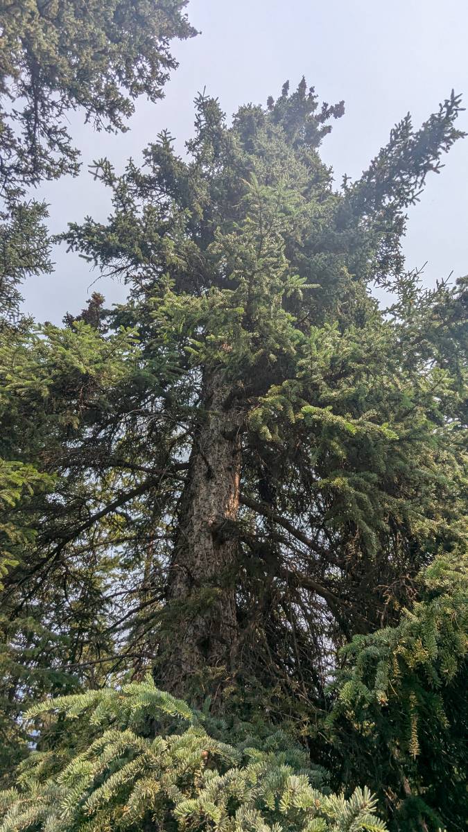 Bighorn Dam Black Spruce